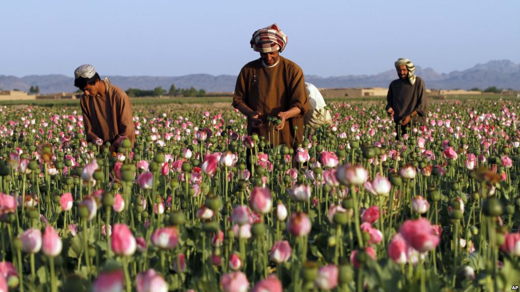 Opium https://www.voanews.com/a/un-says-opium-poppy-cultivation-area-increases-by-10-percent/3861837.html